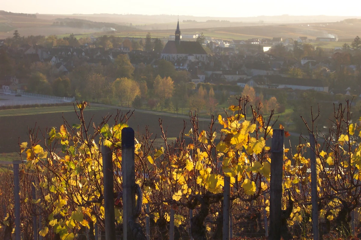 Autumn vines above the town of Chablis on a Chablis wine day tour from Paris