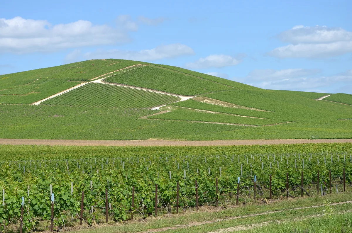 Vineyards of Champagne near Aÿ on a champagne day tour from Paris