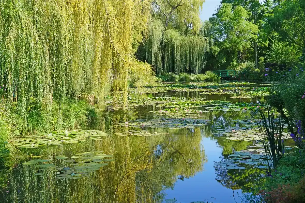 Water lilies and weeping willows in Monet's water garden at Giverny on a half-day trip from Paris